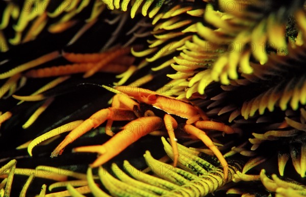 Feather Star Bouncing Crab, Allogalathea elegans, Indonesia, Wakatobi Dive Resort, Sulawesi, Indian Ocean, Banda Sea