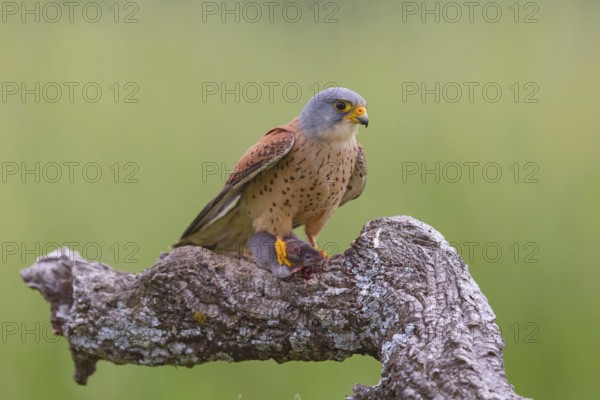 Kestrel, (Falco tinnunculus), falcon family, falcons, perching, foraging