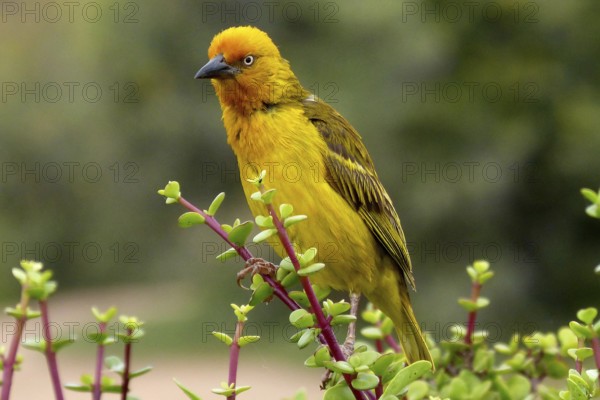 South Africa, Africa, weaver bird, Cape Weaver, Cape Weaver, Cape Town, Ploceidae, Kruger National Park