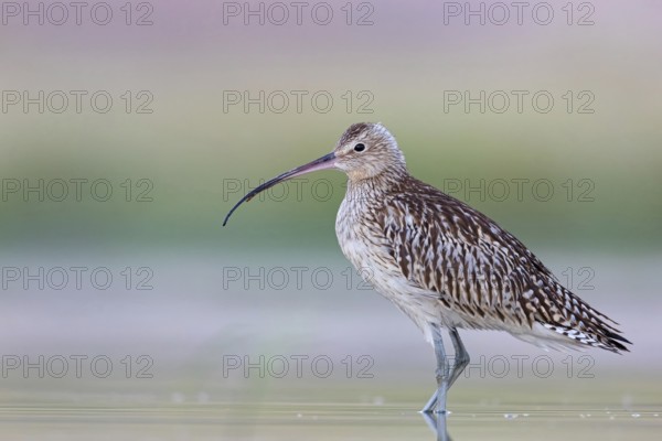 Eurasian curlew, curlew, (Numenius arquata), snipe family, biotope, habitat, food cue Salalah, Raysut, Dhofar, Oman