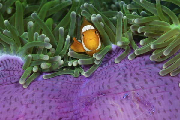 Orange skunk clownfish in magnificent anemone, Amphiprion ocellaris, Heteractis magnifica, Cenderawasih Bay, West Papua, Indonesia