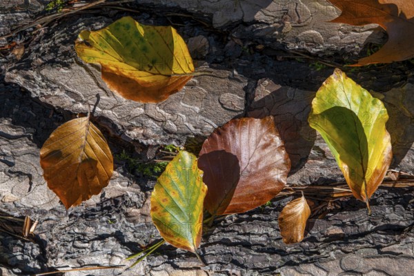 Autumn-coloured leaves lie on the bark of a dead tree in the forest, Offenbach am Main, Hesse, Germany