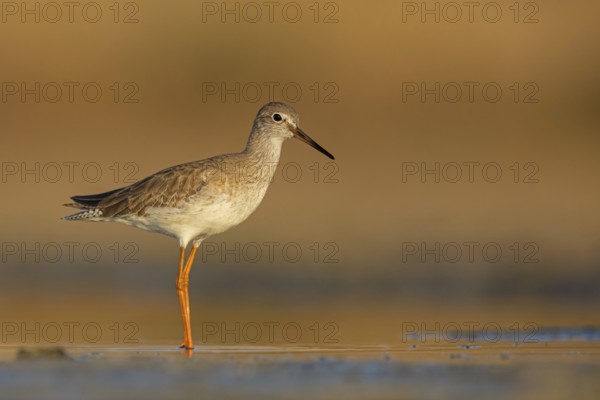 Redshank, (Tringa totanus), Animals, Birds, Snipe family, Raysut, Salalah, Sohar, Oman