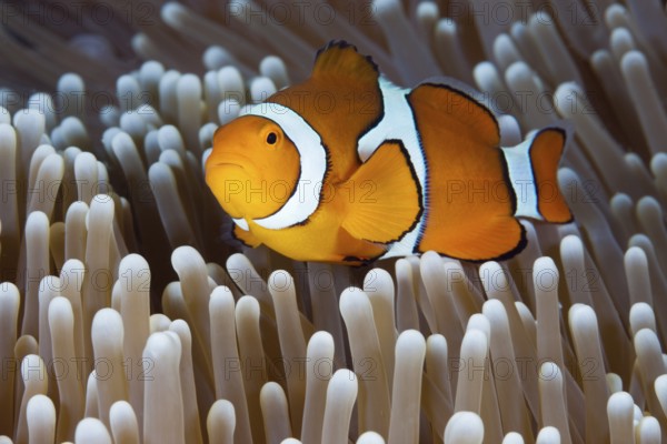 Clown anemonefish, Amphiprion percula, Osprey Reef, Coral Sea, Australia