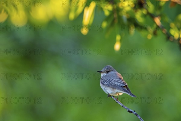 Grey flycatcher, (Muscicapa striata), on perch, family of flycatchers Lesbos Island, Lesbos, Greece