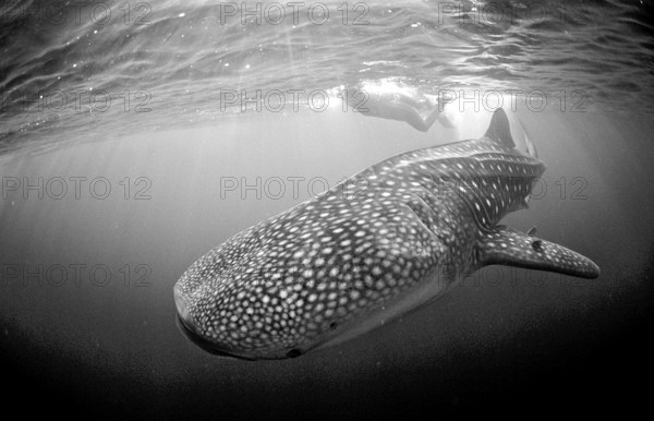 Whale shark and snorkeller, Rhincodon thypus, Djibouti, Djibouti, Africa, Afar Triangle, Gulf of Aden, Gulf of Tadjourah