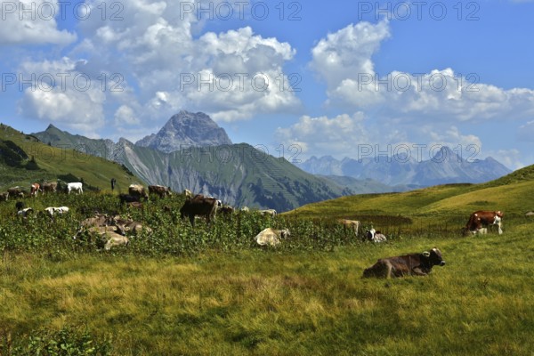 Alpine pasture on the Schadona Pass with Widderstein and Allgäu Alps, Bregenzerwald, Vorarlberg, Austria, Alpine pasture on the Schadona Pass with Widderstein, Brgenzerwald, Austria