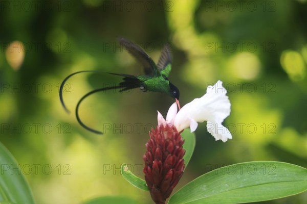 A Doctor Bird or Pennant-tail (Trochilus polytmus), Hummingbird, National Bird of Jamaica, Middle America, Jamaica