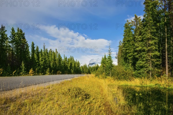 The highway passes among mountains and the turned yellow woods. Canadian Rockies in fine autumn day