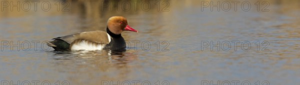 Red-crested Pochard, (Netta rufina), Red-crested Pochard swimming in water, Duck family, Ducks, NSG Wagbachniederung, Waghäusel, Baden-Würrttemberg, Federal Republic of Germany