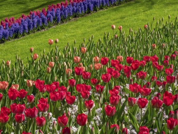 A flower bed with many red tulips on a green meadow in spring, Amsterdam, Netherlands
