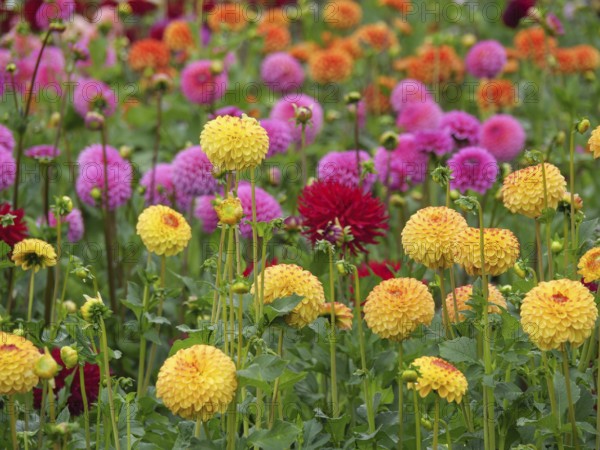Several dahlias in shades of yellow and pink blooming in a lush garden, Blooming dahlias in different colours in a garden, legden, germany