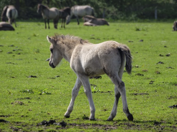 A foal walks quietly on a green meadow, merfeld, münsterland, germany