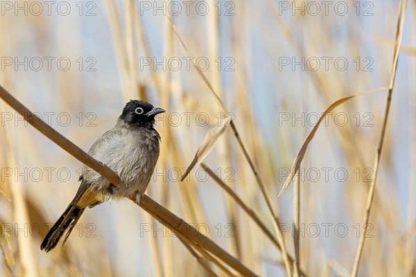 Yellow-vented Bulbul, (Pycnonotus xanthopygos), Animals, Birds, Bulbul, Songbird, Family of the True Bulbul, Celias Waterhole, Ezuz, HaDarom, Israel