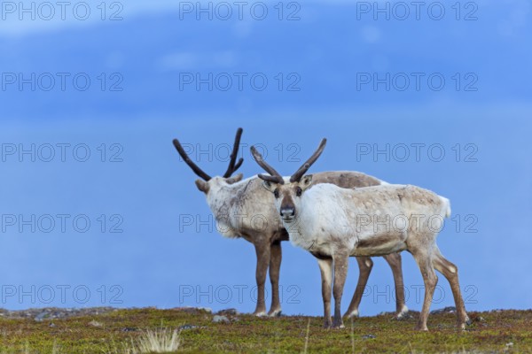Reindeer, reindeer, (Rangifer tarandus), animals, mammals, deer family, two, biotope, habitat, Varanger, Finnmark, Norway