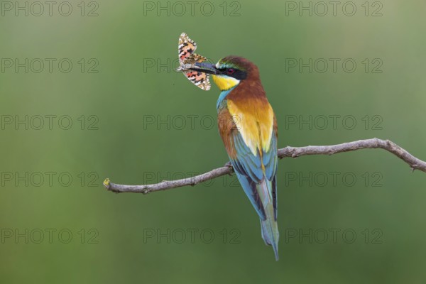 Bee-eater, (Merops apiaster), animals, birds, family of the raptors, perch, butterfly as prey, biotope, habitat, foraging, Northern Bulgaria, Muselievo, Bulgaria