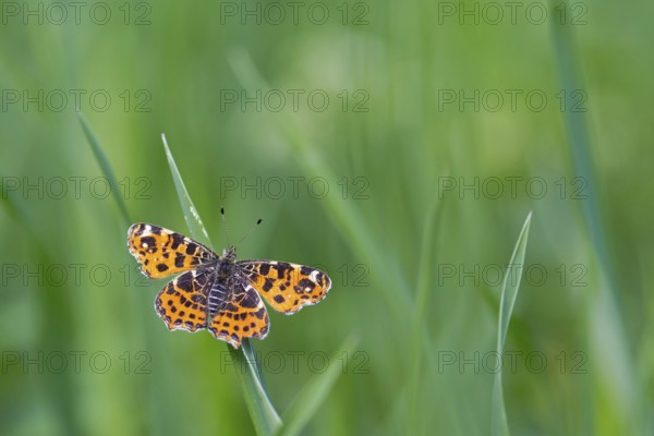 Land carat, (Araschnia levana), animals, insects, butterfly, butterfly, Lake Neusiedl, Andau, Burgenland, Austria