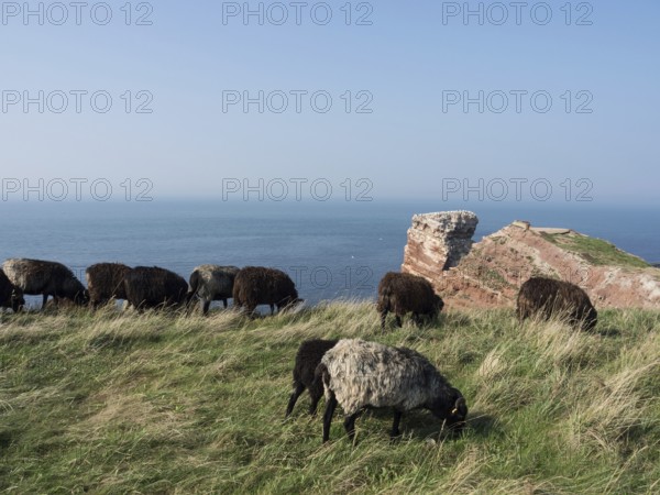 Sheep grazing in a meadow along the rocky coast with the sea in the background, Heligoland, North Sea, Germany