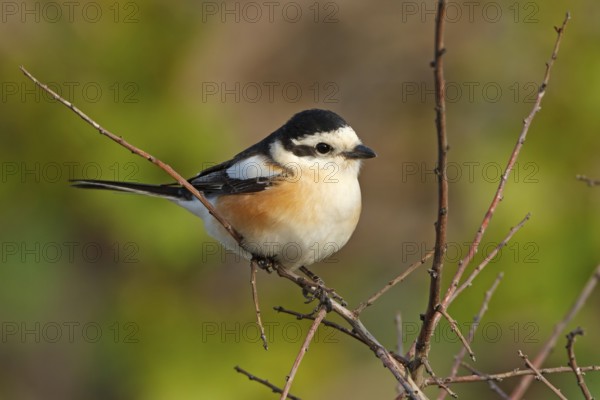 Masked shrike, (Lanius nubicus), Animals, Birds, Shrike family, Perching station, Dolucak, Adyaman, Turkey