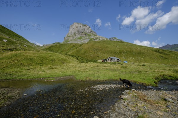 Lous Québottes sheep farm, Ayous lakes tour, Pyrenees National Park, Pyrenees Atlantiques, France
