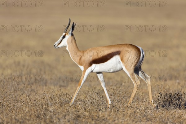 Springbok, Springbok, (Antidorcas marsupialis), animals, mammals, group of gazelle-like animals, African antelope, biotope, habitat, foraging, Auob Riverbed, Mata Mata, Northern Cape / Kgalagadi Transf, South Africa