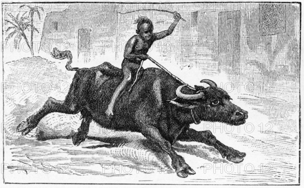 Engraving of an Egyptian boy riding home on a water buffalo, from a publication circa 1890