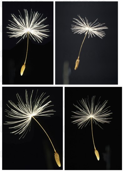 Closeup of one single dandelion seed (Taraxacum Officinale) against black background