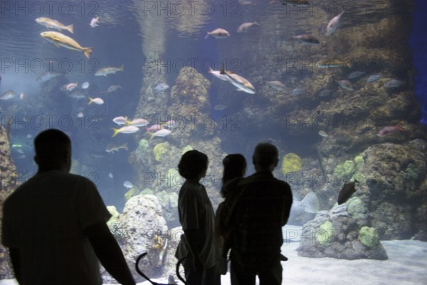 Many people looking at fishes in aquarium, Denver, U.S.A. United States of America