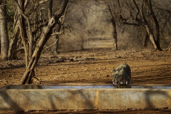 Lion drinking water at water tank, Gir Wildlife Sanctuary, Gujarat, India, Asia