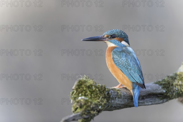 European kingfisher (Alcedo atthis)