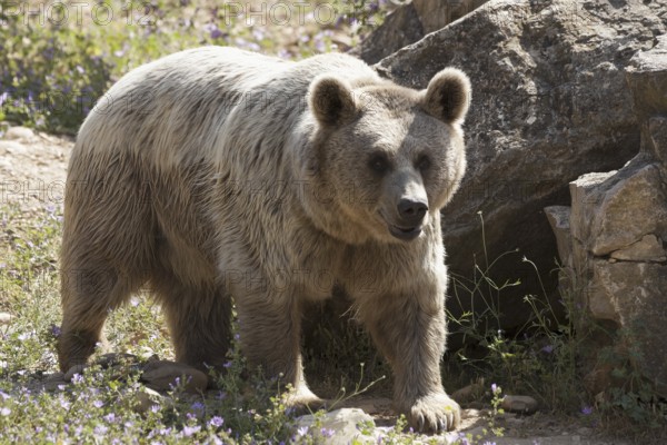 Iberian brown bear (Ursus arctos)