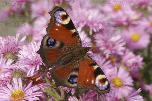 Peacock butterfly (Aglais io)