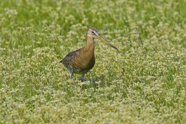 Black-tailed godwit (Limosa limosa)