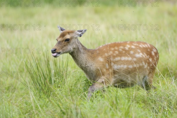 Fallow deer (Dama dama)