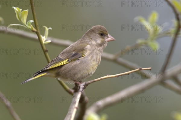 Greenfinch (Carduelis chloris)