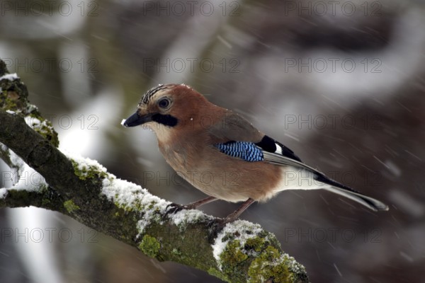 Eurasian jay (Garrulus glandarius)