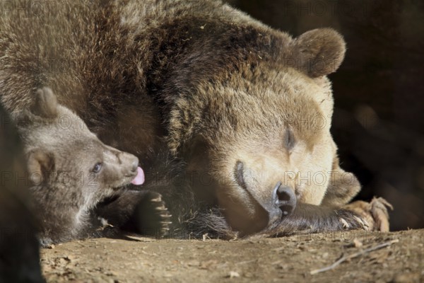 Brown bear (Ursus arctos)