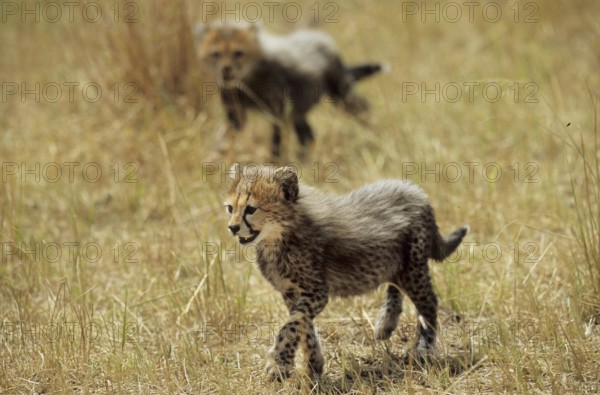 Cheetah cub (Acinonyx jubatus)