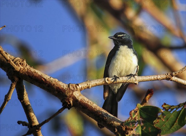 Garden Fantail (Rhipidura leucophrys)