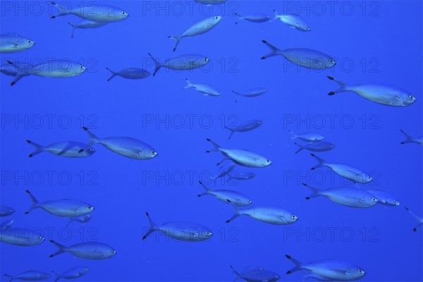 Red Sea Fusilier (Caesio suevica)