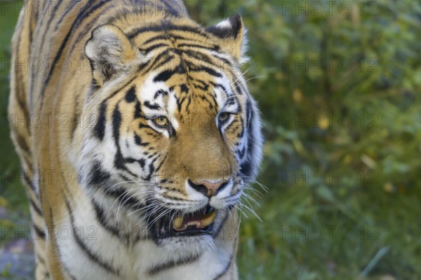 Siberian tiger (Panthera tigris altaica)