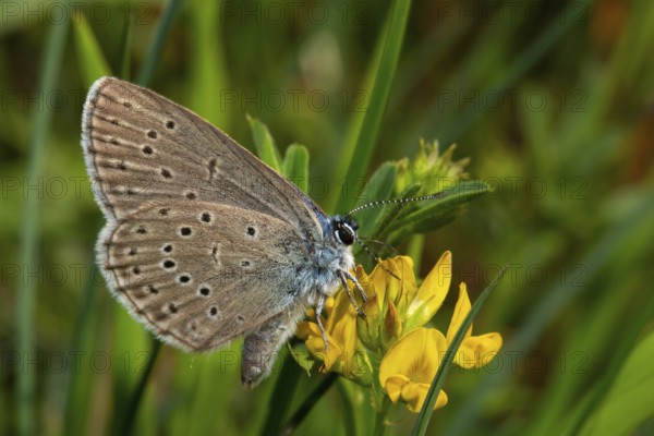 Cross gentian blue (Phengaris rebeli)