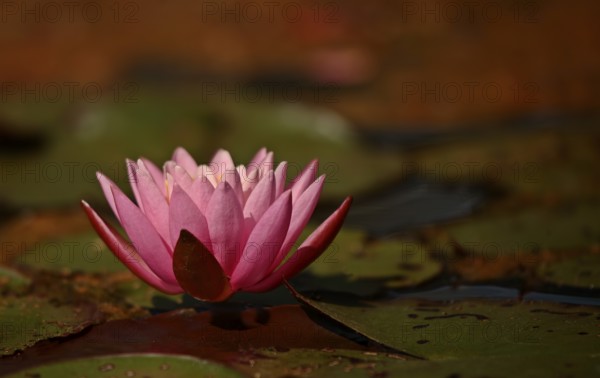 Water lily (Nymphaea)