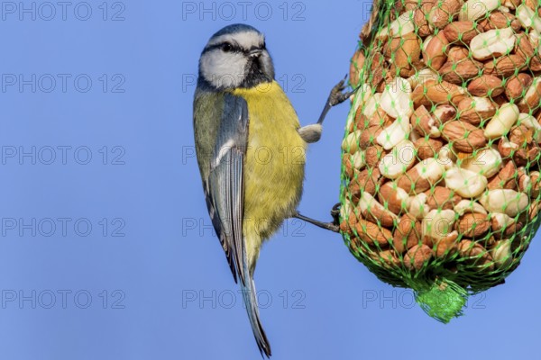 Blue tit at the winter feeder (Parus caeruleus)
