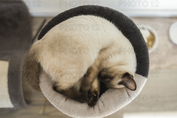 Kleine siamesische Katze schläft auf dem Bett ihrer Katze mit weichen gemütlichen Umgebung Top Ansicht Kopieren Raum. Tierkonzept