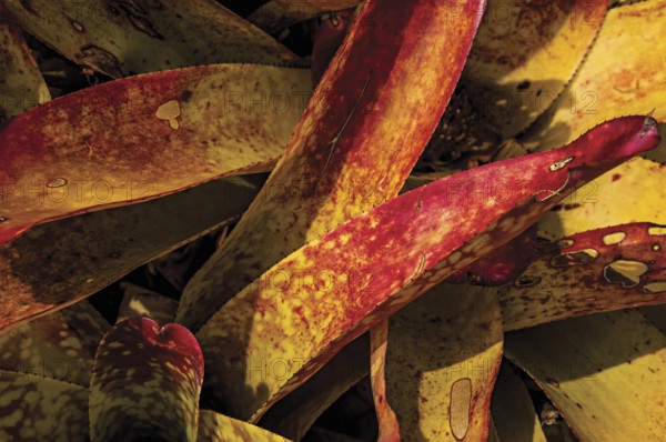 Close-up of colorful plant leaves in the sand on sunny day in Paraty Mirim, a tropical beach near Paraty, an amazing and historic town in the coast of the Rio de Janeiro State, southwestern Brazil