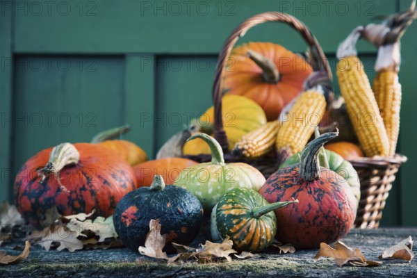 Pumpkins in autumn Thanksgiving card