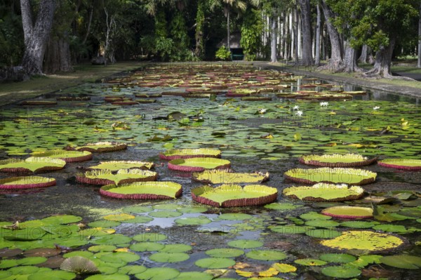 Pond, giant water lilies, Victoria, Victoria plant (Nymphaeaceae), Sir Seewoosagur Ramgoolam Botanical Garden, SSR Botanical Garden, also Pamplemousses Botanical Garden, botanical garden, Indian Ocean, island, Mauritius