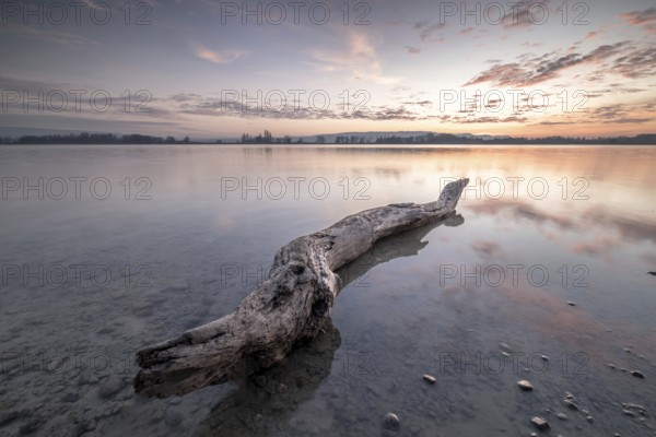 A large tree trunk in the calm water of a lake at dusk, under a slightly cloudy sky, Naturfreundehaus, Markelfingen, Untersee, Lake Constance, Baden-Württemberg, Germany
