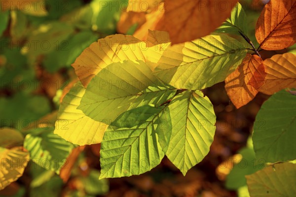 Autumn coloured leaves against the light, autumn forest, Bielefeld-Sennestadt, North Rhine-Westphalia, Germany